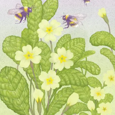 Primrose Bees Art By Brett Miley