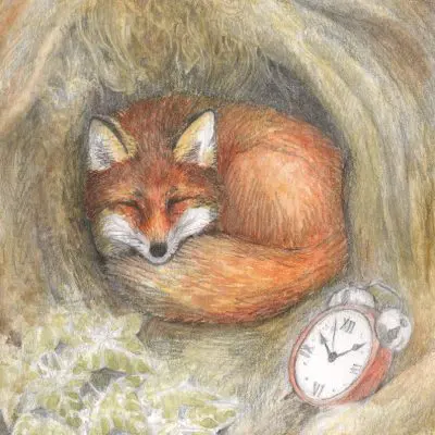 Sleeping Fox