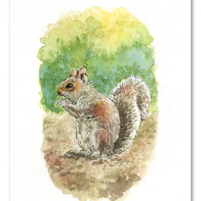 Grey Squirrel Watercolour Art by Brett Miley
