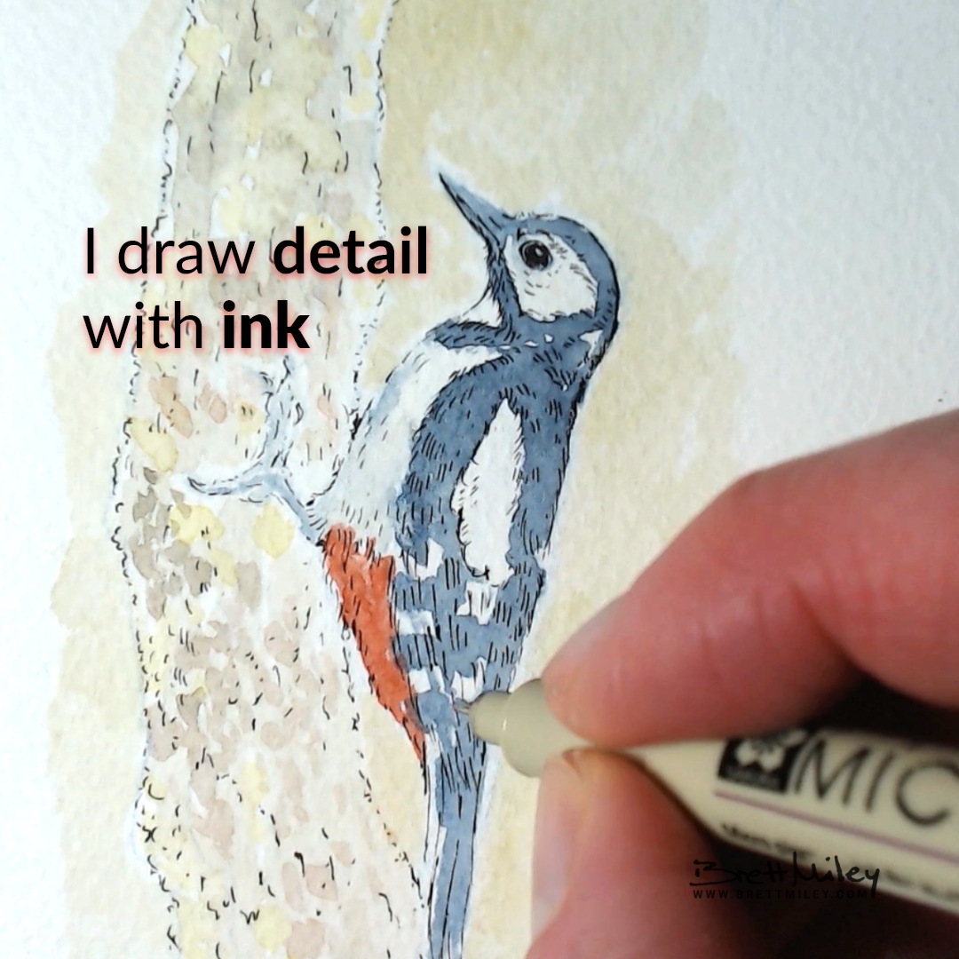 Woodpecker Daily Watercolour Art by Brett Miley