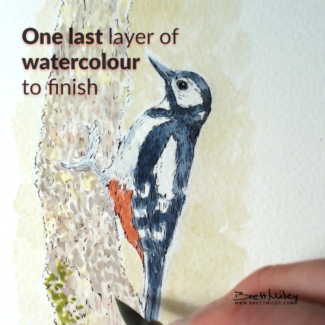 Woodpecker Daily Watercolour Art by Brett Miley