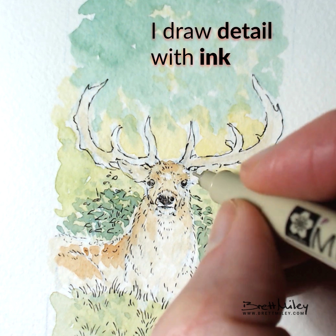 Stag Daily Watercolour Art by Brett Miley