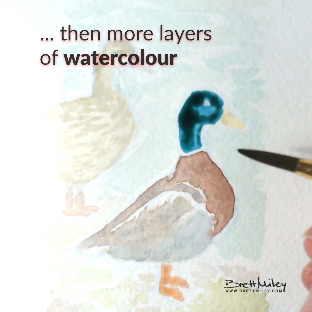 Mallard Ducks Watercolour Art by Brett Miley
