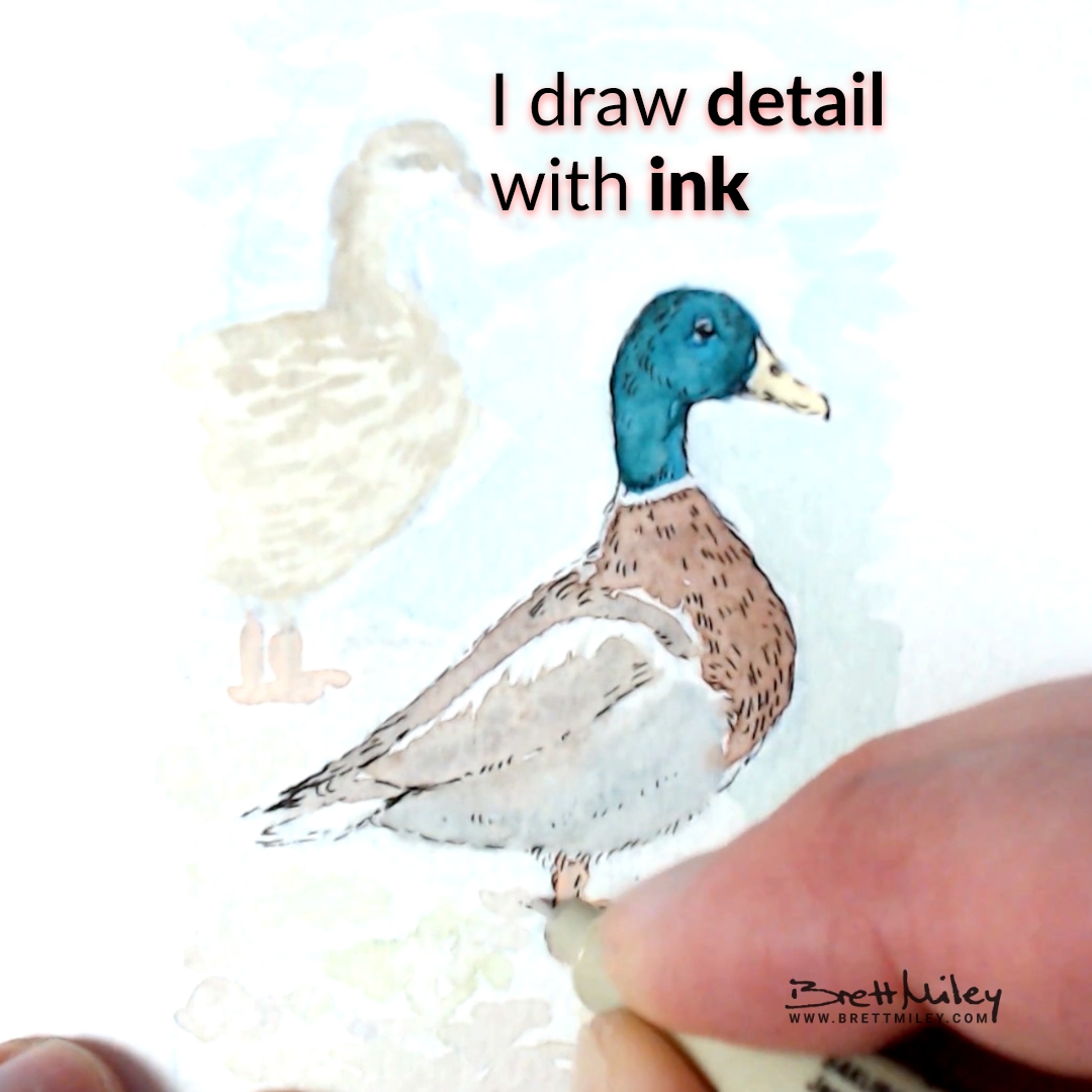 Mallard Ducks Watercolour Art by Brett Miley