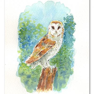 Barn Owl Watercolour Art by Brett Miley