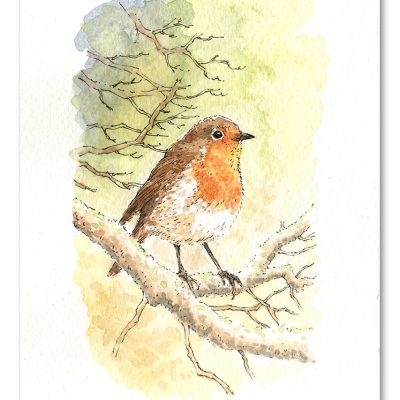Robin Watercolour Art by Brett Miley