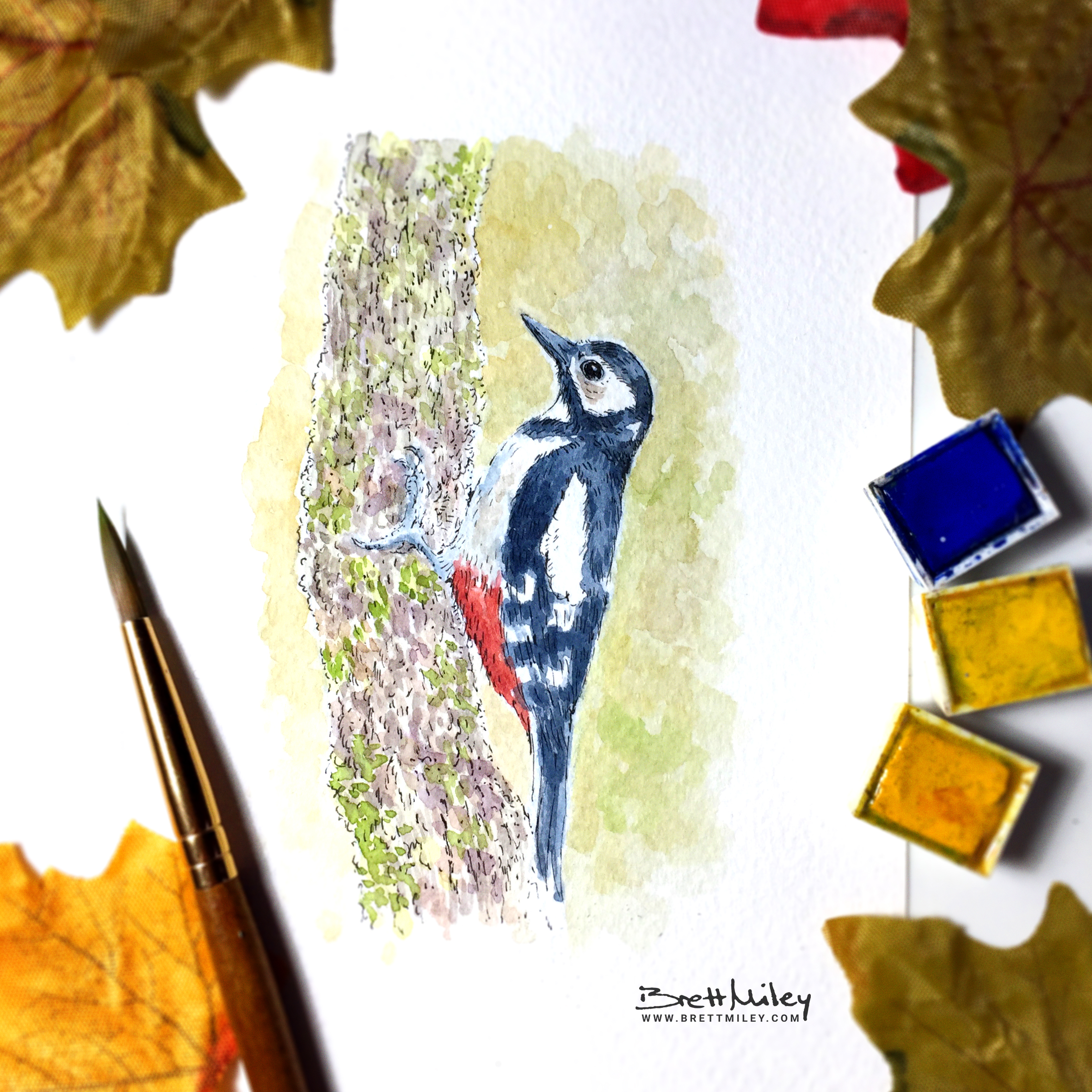 Woodpecker Daily Watercolour Art by Brett Miley
