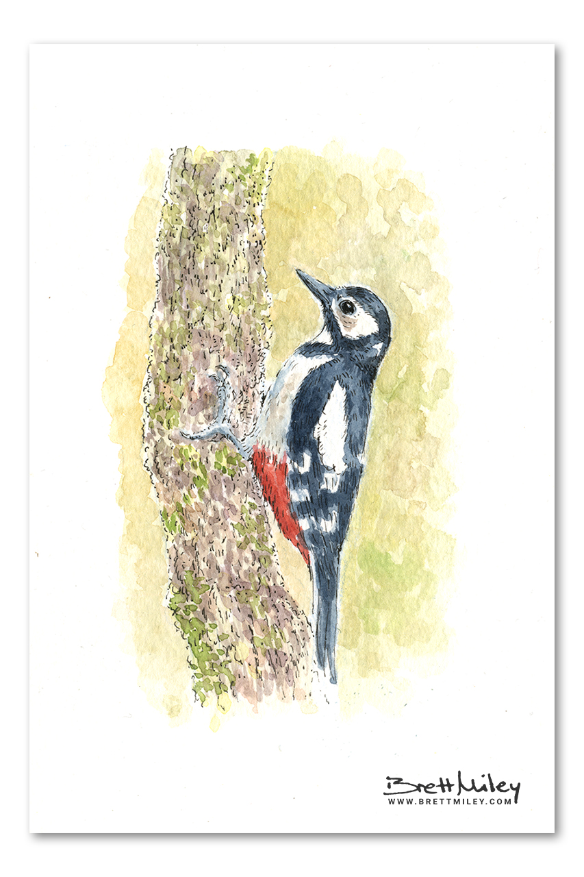 Woodpecker Daily Watercolour Art by Brett Miley