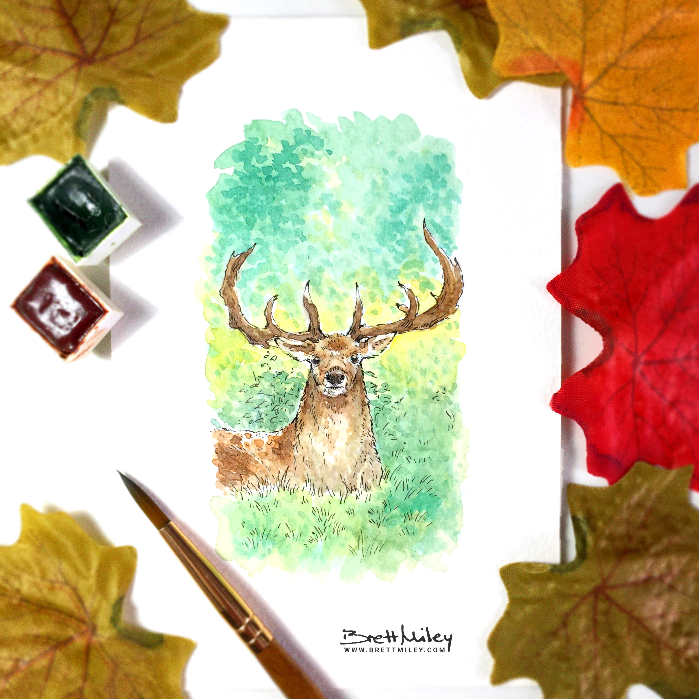 Stag Daily Watercolour Art by Brett Miley