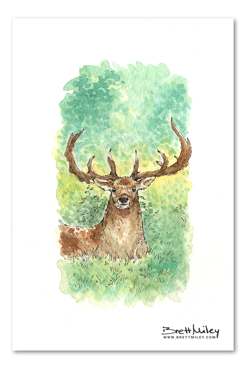 Stag Daily Watercolour Art by Brett Miley