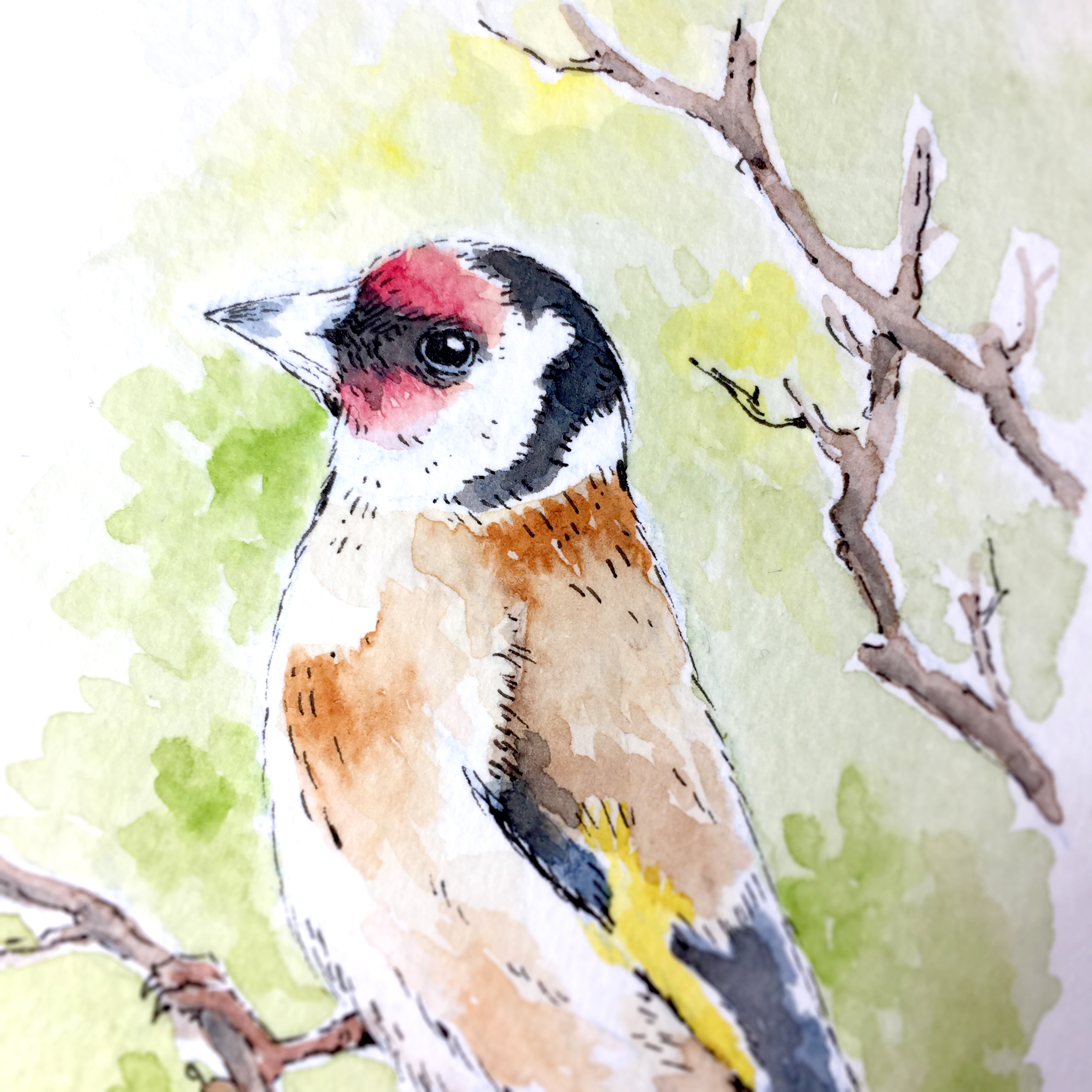 Goldfinch Watercolour Art by Brett Miley