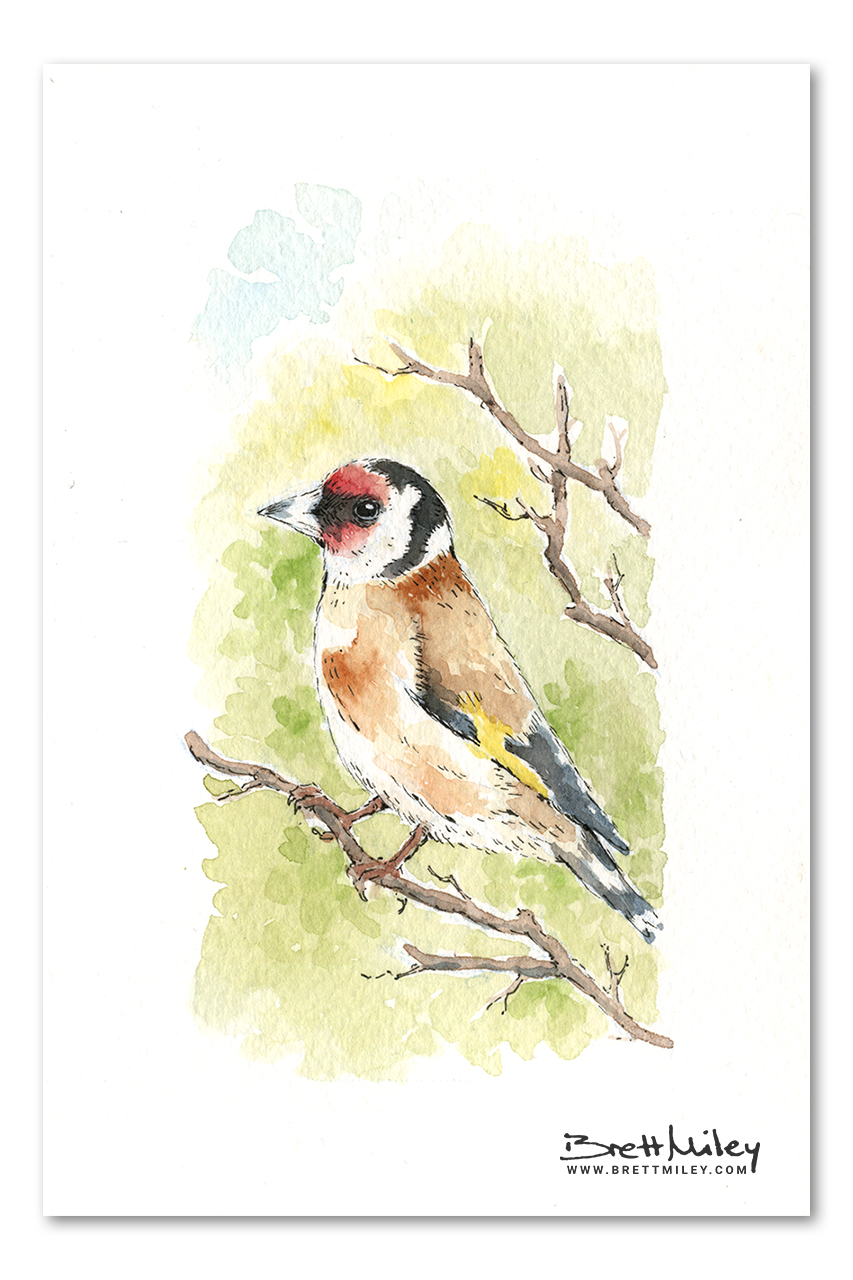 Goldfinch Watercolour Art by Brett Miley