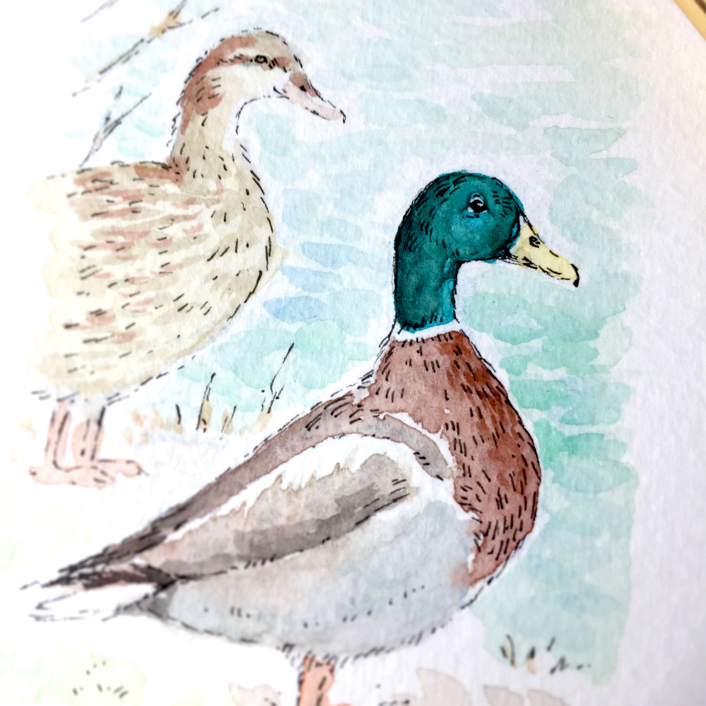 Mallard Ducks Watercolour Art by Brett Miley