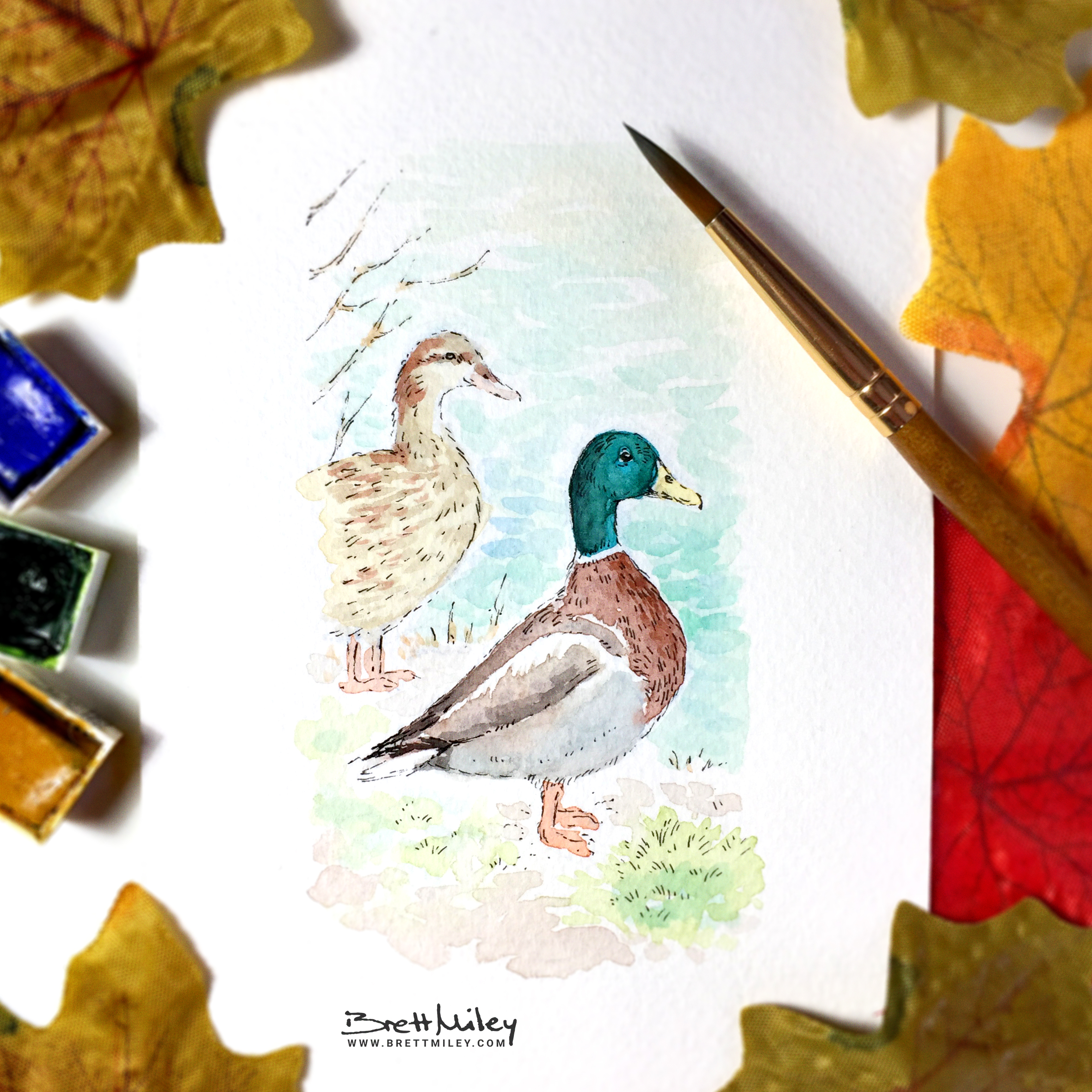 Mallard Ducks Watercolour Art by Brett Miley