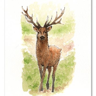Stag Watercolour Art by Brett Miley