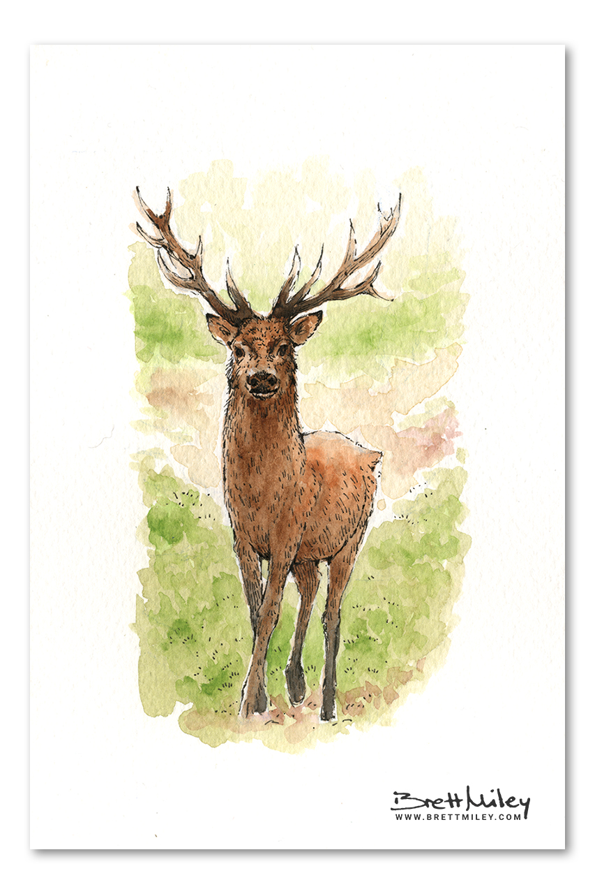 Stag Watercolour Art by Brett Miley