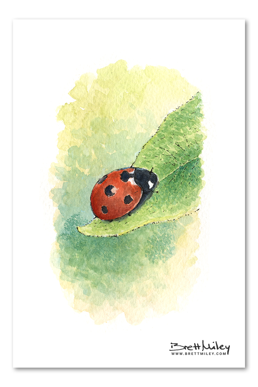 Ladybird Watercolour Art by Brett Miley