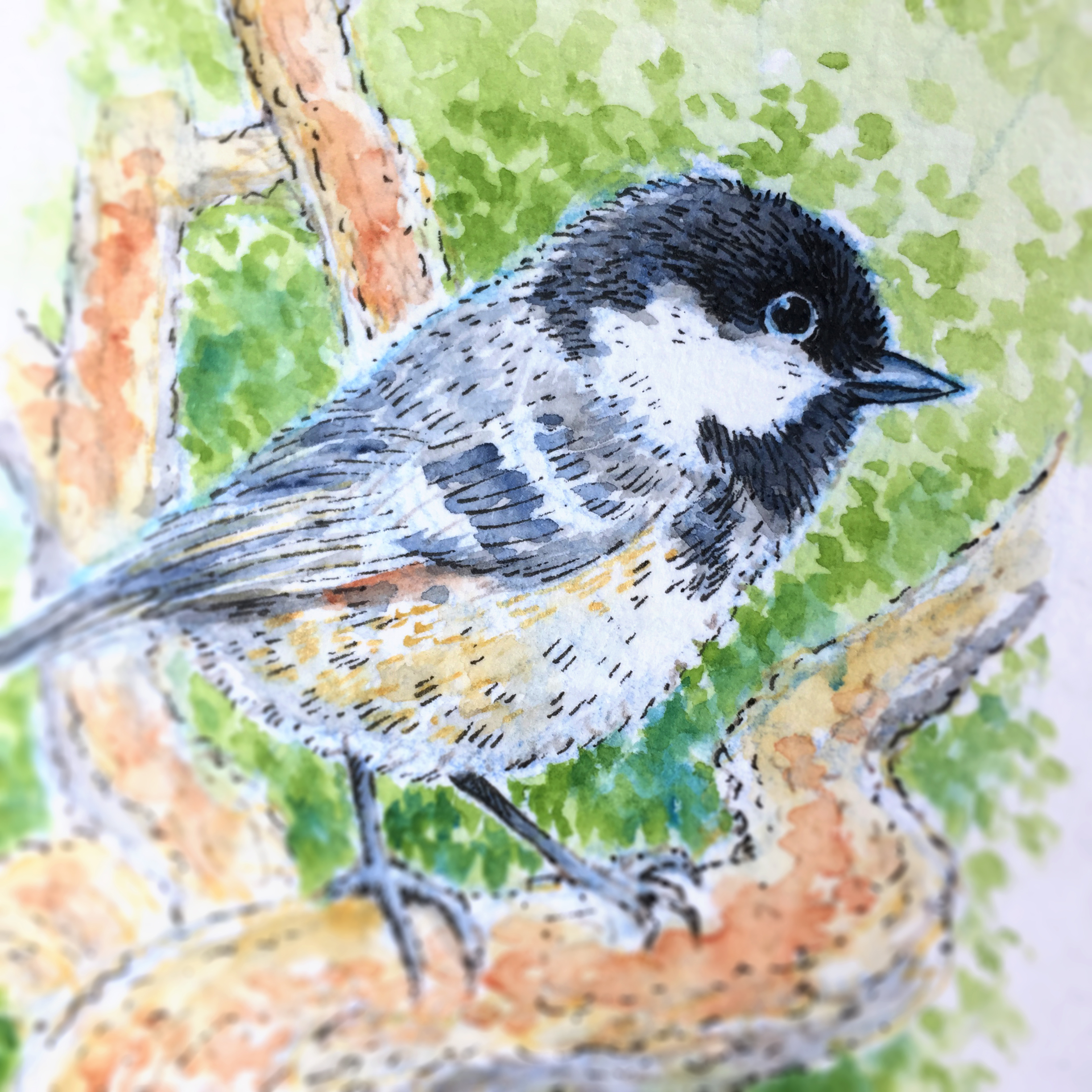 Coal Tit Watercolour Art by Brett Miley