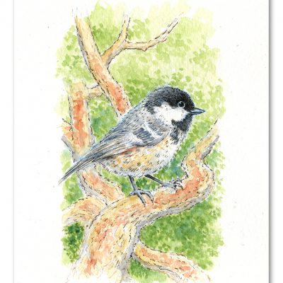 Coal Tit Watercolour Art by Brett Miley