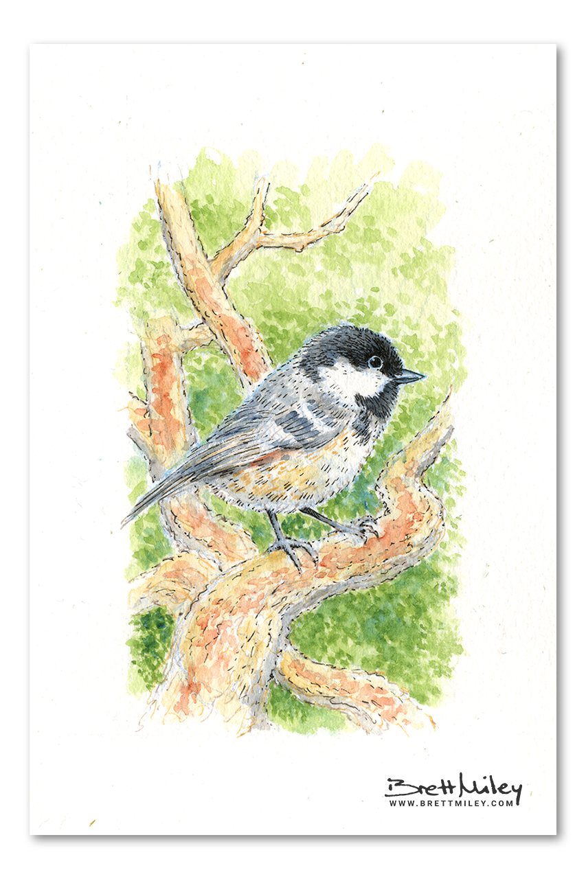 Coal Tit Watercolour Art by Brett Miley