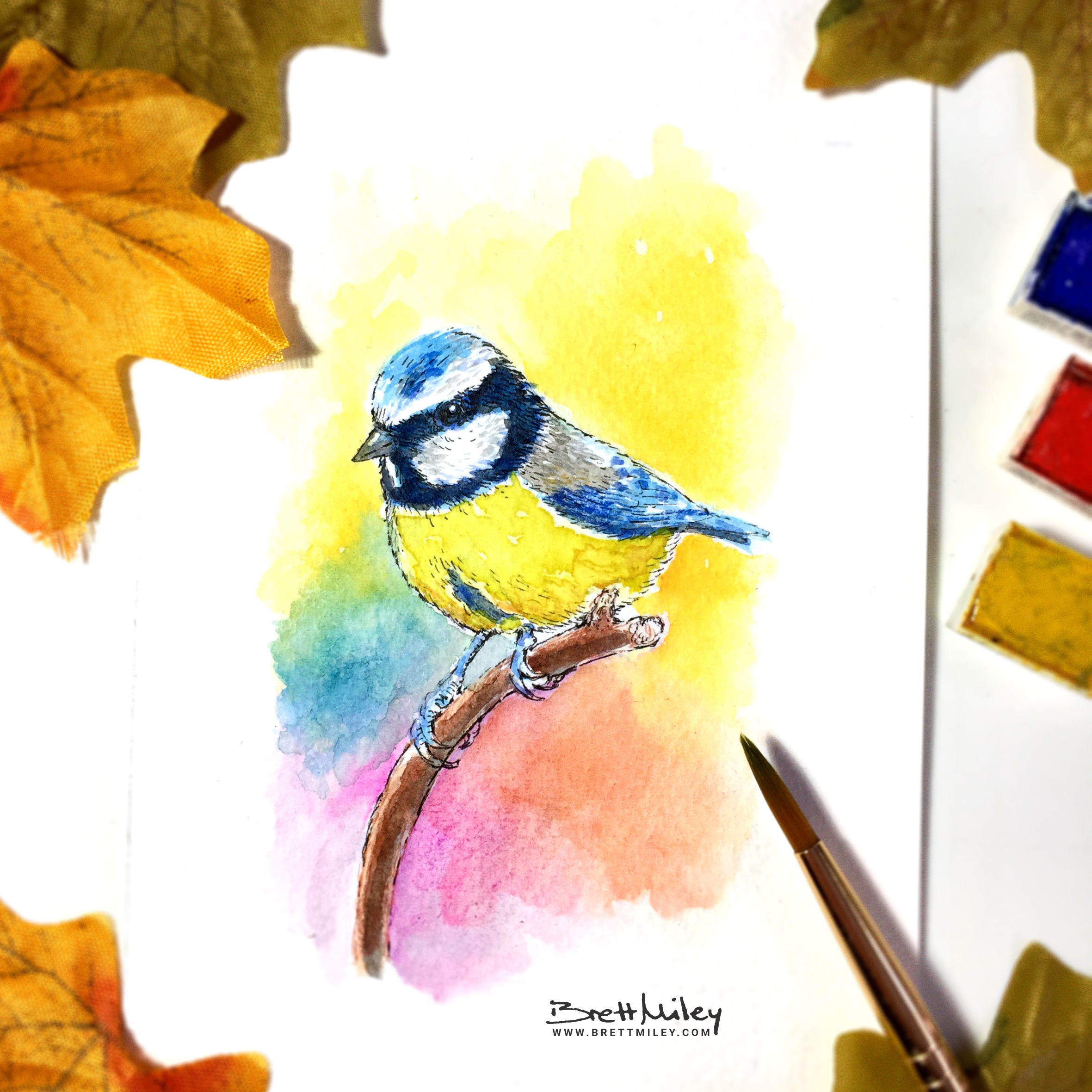 Blue Tit Watercolour Art by Brett Miley