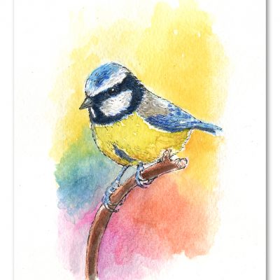 Blue Tit Watercolour Art by Brett Miley