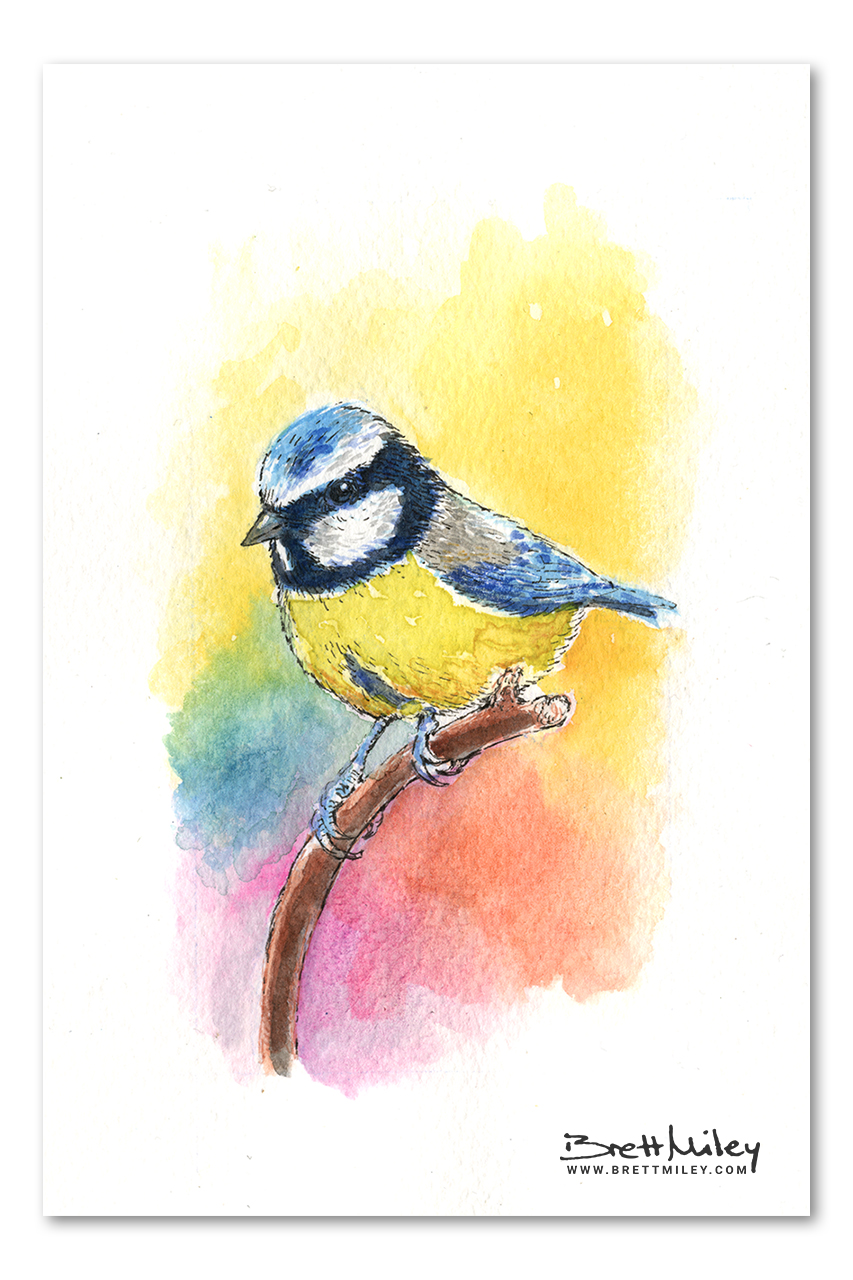 Blue Tit Watercolour Art by Brett Miley