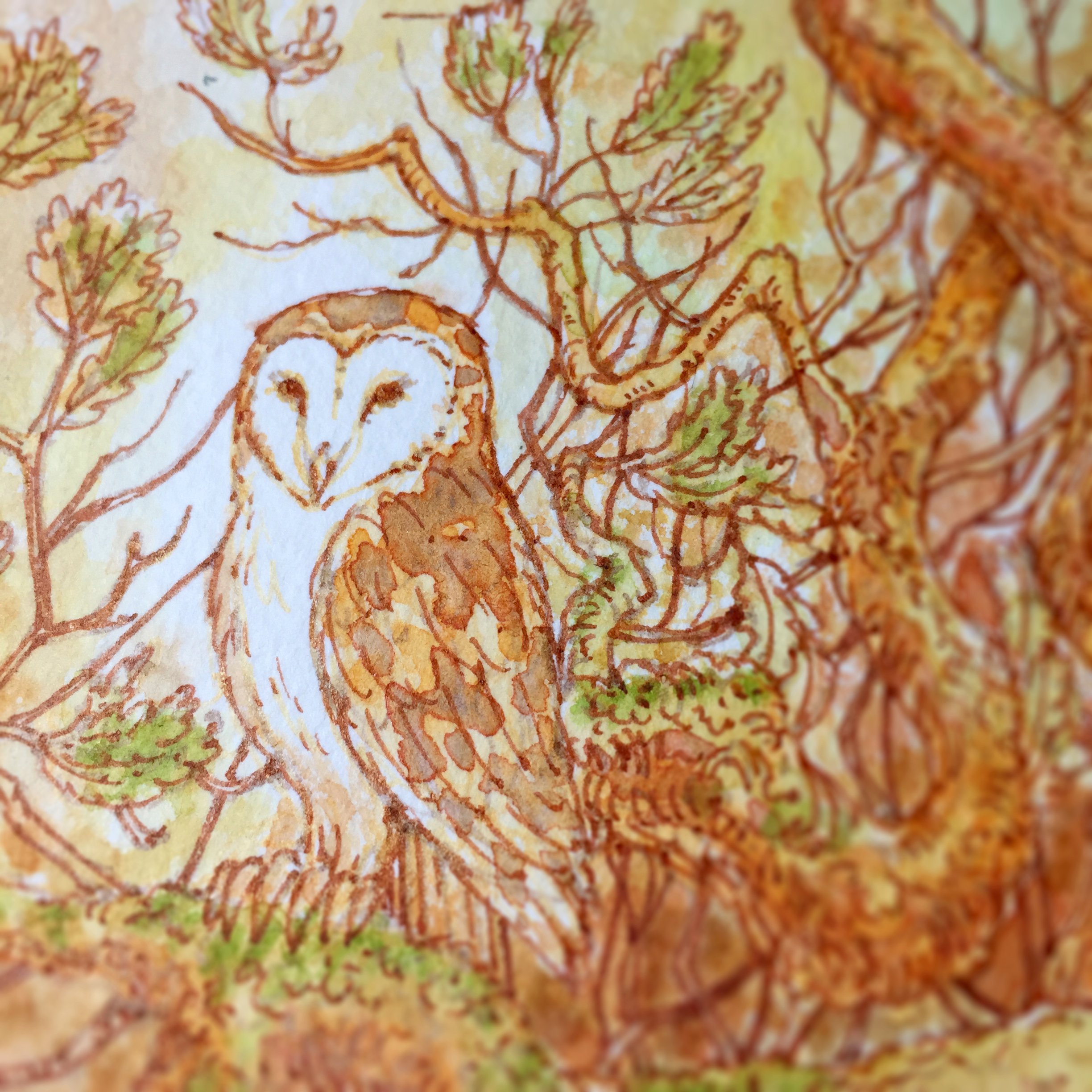Barn Owl Watercolour Art by Brett Miley