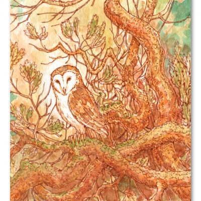 Barn Owl Watercolour Art by Brett Miley