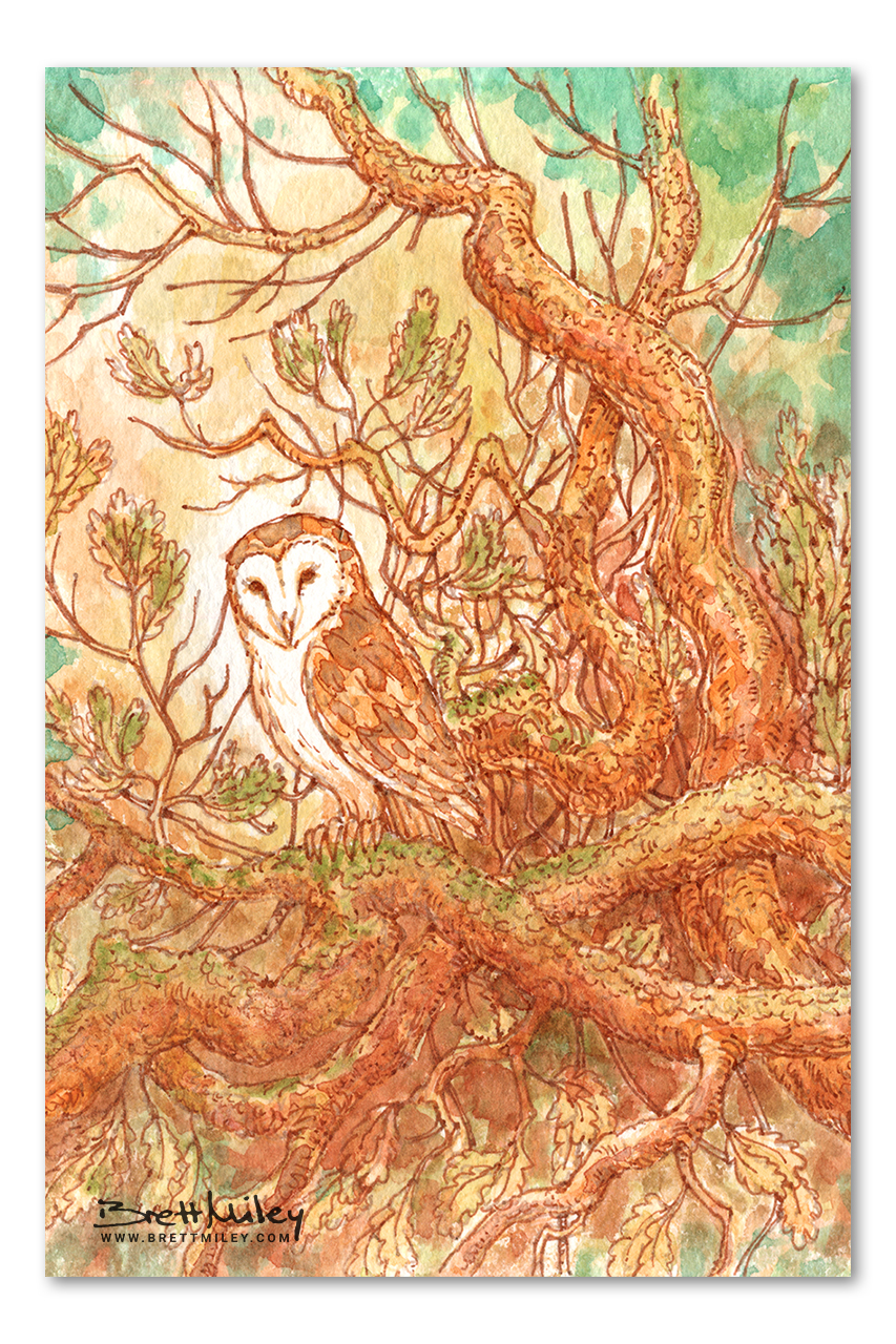 Barn Owl Watercolour Art by Brett Miley