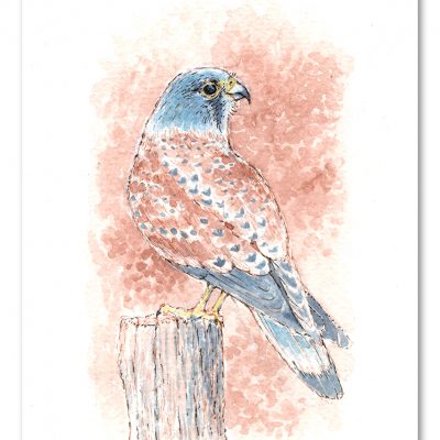 Kestrel Watercolour Art by Brett Miley