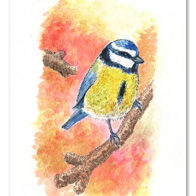 Blue Tit Watercolour Art by Brett Miley