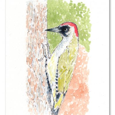 Green Woodpecker Watercolour Art by Brett Miley