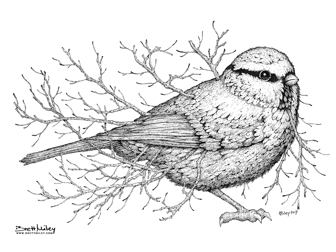 Leaf Blue Tit Print - Brett Miley Art