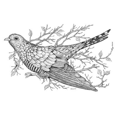 Leaf Cuckoo Print - Brett Miley Art