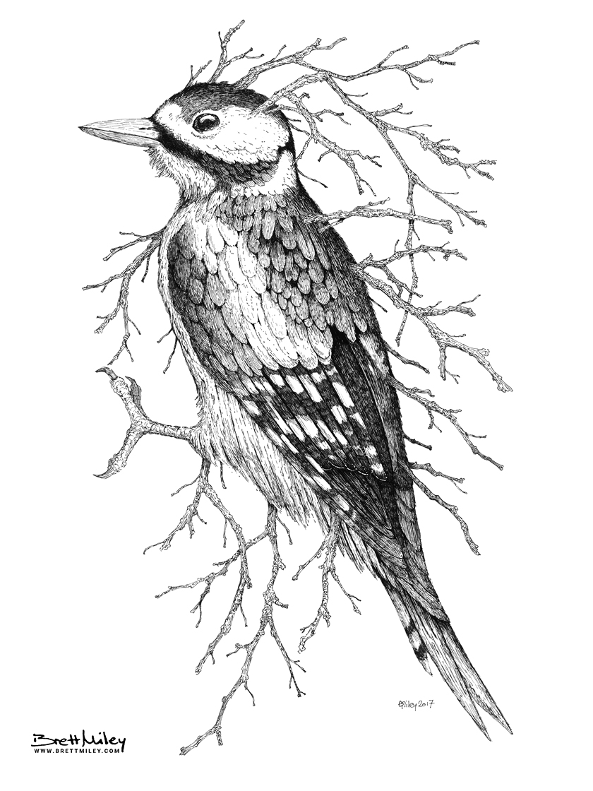 Leaf Woodpecker Print - Brett Miley Art