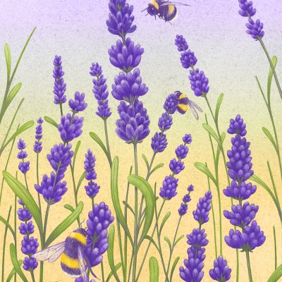 Lavender Bees by Brett Miley